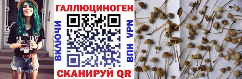 Псилоцибиновые грибы MAGIC MUSHROOMS даркнет сайт Переславль-Залесский